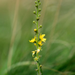 Bachbloesem Agrimony