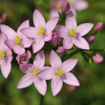 bachbloesem centaury