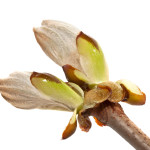 Bachbloesem Chestnut bud