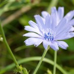 Bachbloesem Chicory