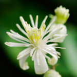 Bachbloesem Clematis of Bosrank