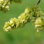 Bachbloesem Elm of Veldiep