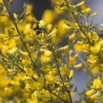 Bachbloesem Gorse