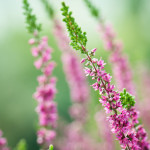 Bachbloesem Heather of struikheide