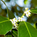 Bachbloesem Holly of Hulst