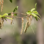 Bachbloesem Hornbeam, en alles wordt weer lichter