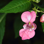 Bachbloesem Impatiens: eventjes geduld