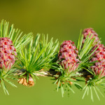 Bachbloesem Larch: je kan het!