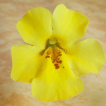 Mimulus