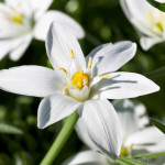 Bachbloesem Star of Bethlehem