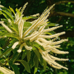 Bachbloesem Sweet Chestnut