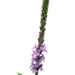 Bachbloesem Vervain