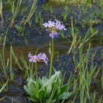 Water Violet