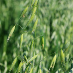 Bachbloesem Wild Oat of Ruwe Dravik: keuzes maken