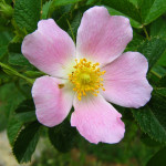 Een verhaal over bachbloesems Wild Rose