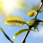 Bachbloesems maken volgens de zon methode