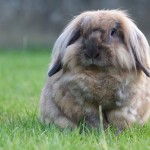 Stress bij konijnen? Bachbloesems helpen!