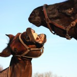 Bachbloesems of homeopathie voor paarden?