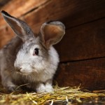 Bachbloesems voor knaagdieren