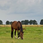 Bachbloesem en de dosering voor paarden